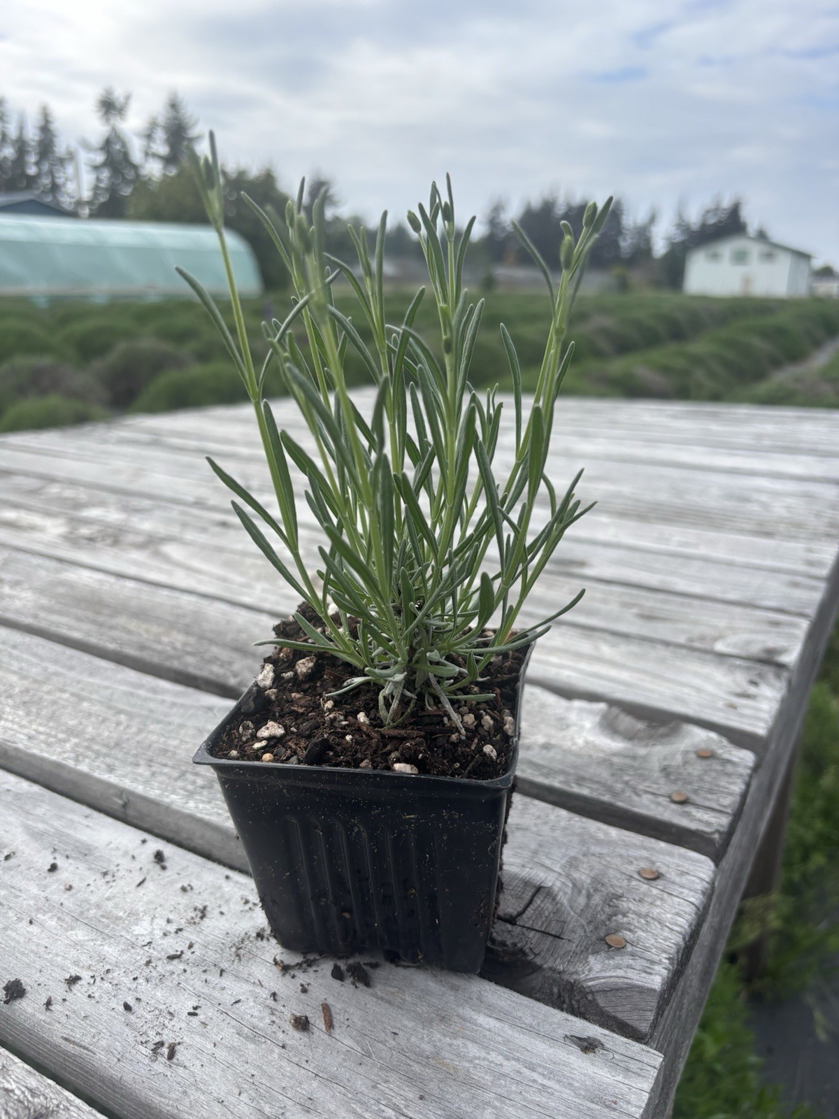Phenomenal lavender plant live|4 Inch| Sequim WA Grown |
