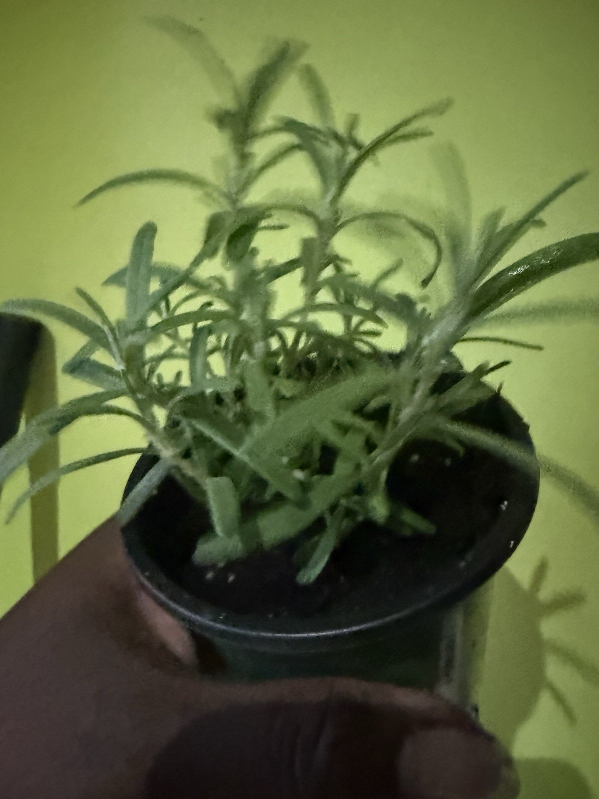rosemary Plant