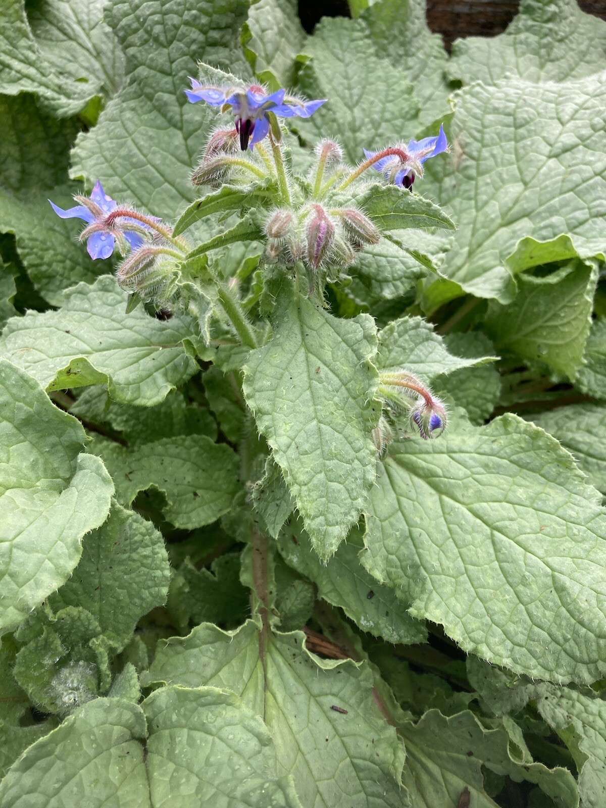 Borage Seeds Purple Starflower Tailwort 25 Seeds Garden Planting Non-GMO