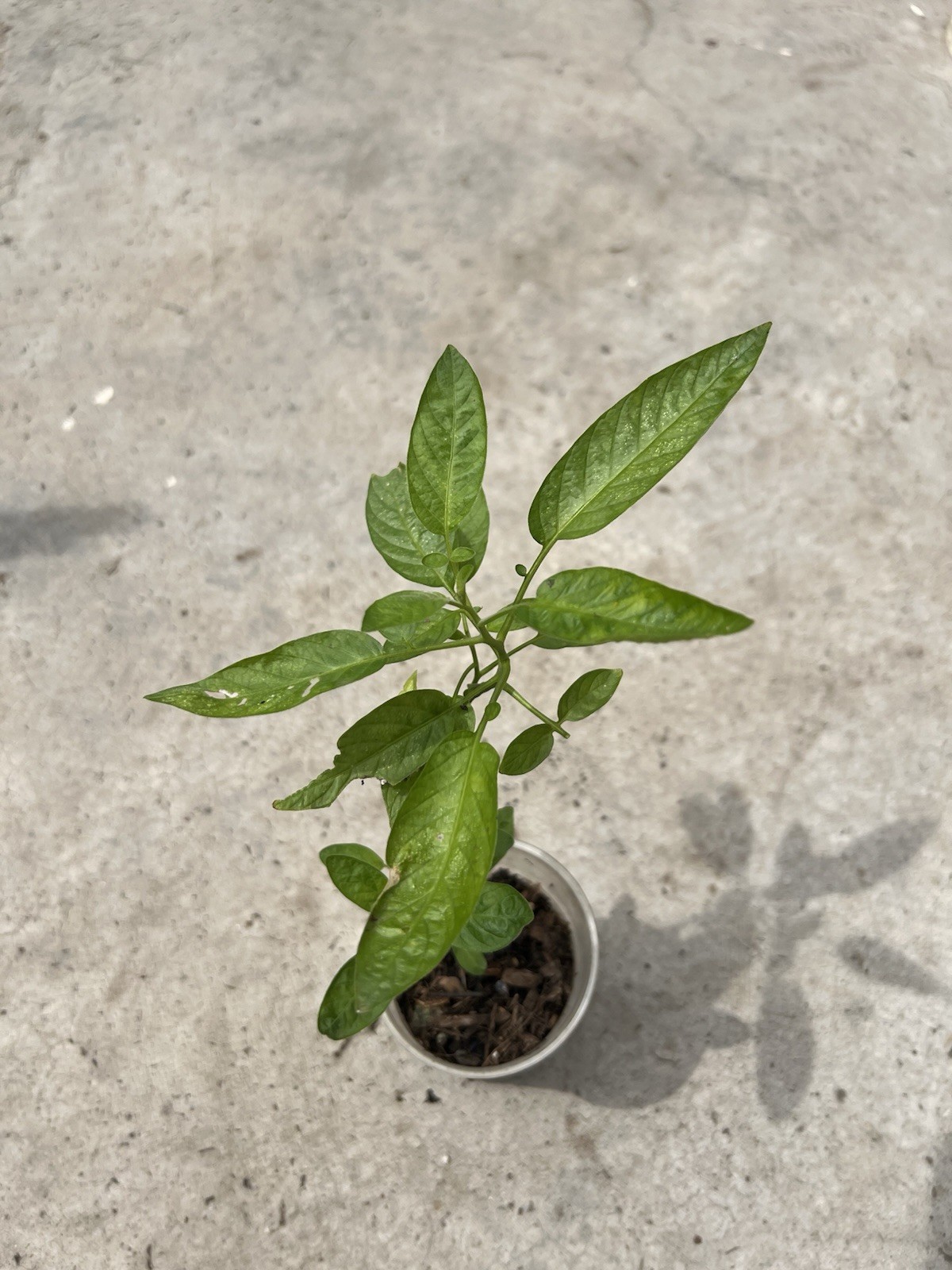 1 Pepino Melon Plant 8” With Pot Golden Sweet 人参果Ginseng Fruit Plant