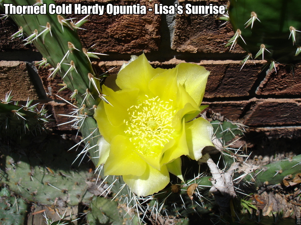 Eastern Prickly Pear Cactus WINTER / COLD HARDY IN BUFFALO NY Succulent Plant