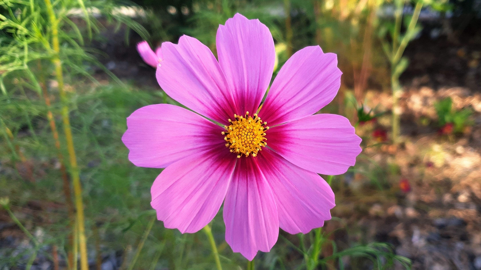 300 GLORIA COSMOS Bipinnatus 2 Tone Pink Flower Seeds *Flat S/H