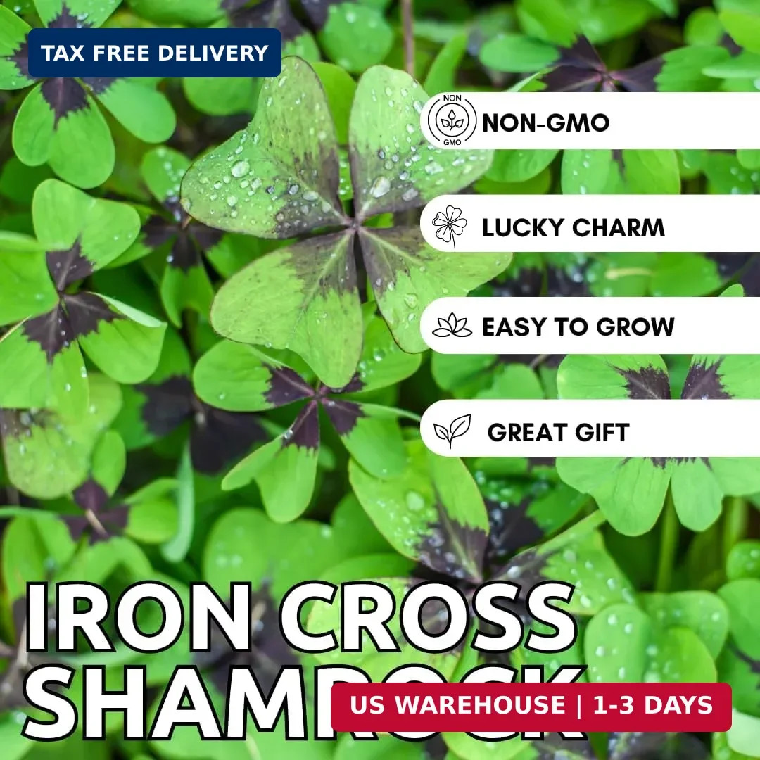 Iron Cross Shamrock Bulbs for Planting – Fast Growing Year Round Color Indoors o