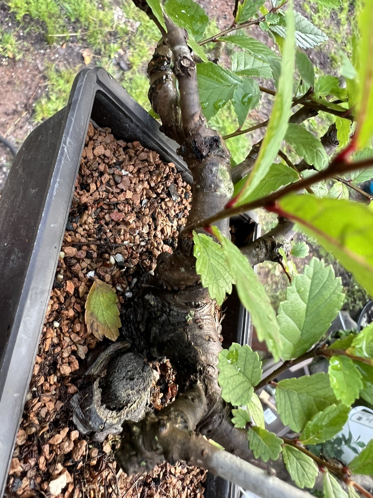 CHINESE ELM Pre-Bonsai /Bonsai Tree Cold Hardy / Tiny leaves 5 years old