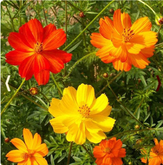 Cosmos BRIGHT LIGHTS MIX Colorful Cut Flower Summer Blooms Warm NonGMO 100 Seeds
