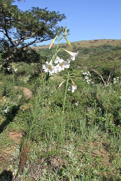 Lilium formosanum | Formosan Lily | Taiwanese Mountain Lily | 10 Seeds