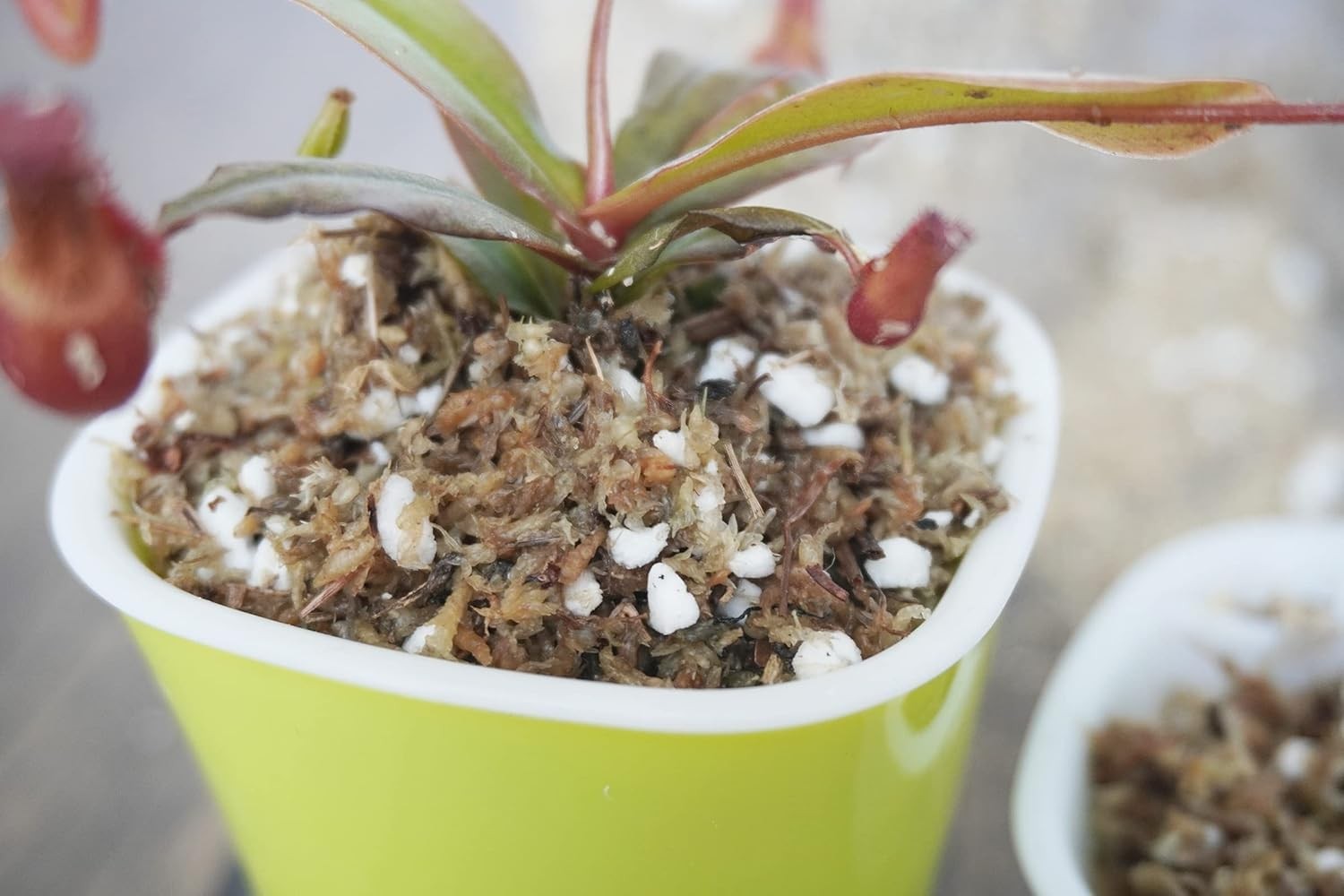 2 Qts Carnivorous Plant Soil Mix, Great Potting Soil for Venus Fly Trap Live Pla
