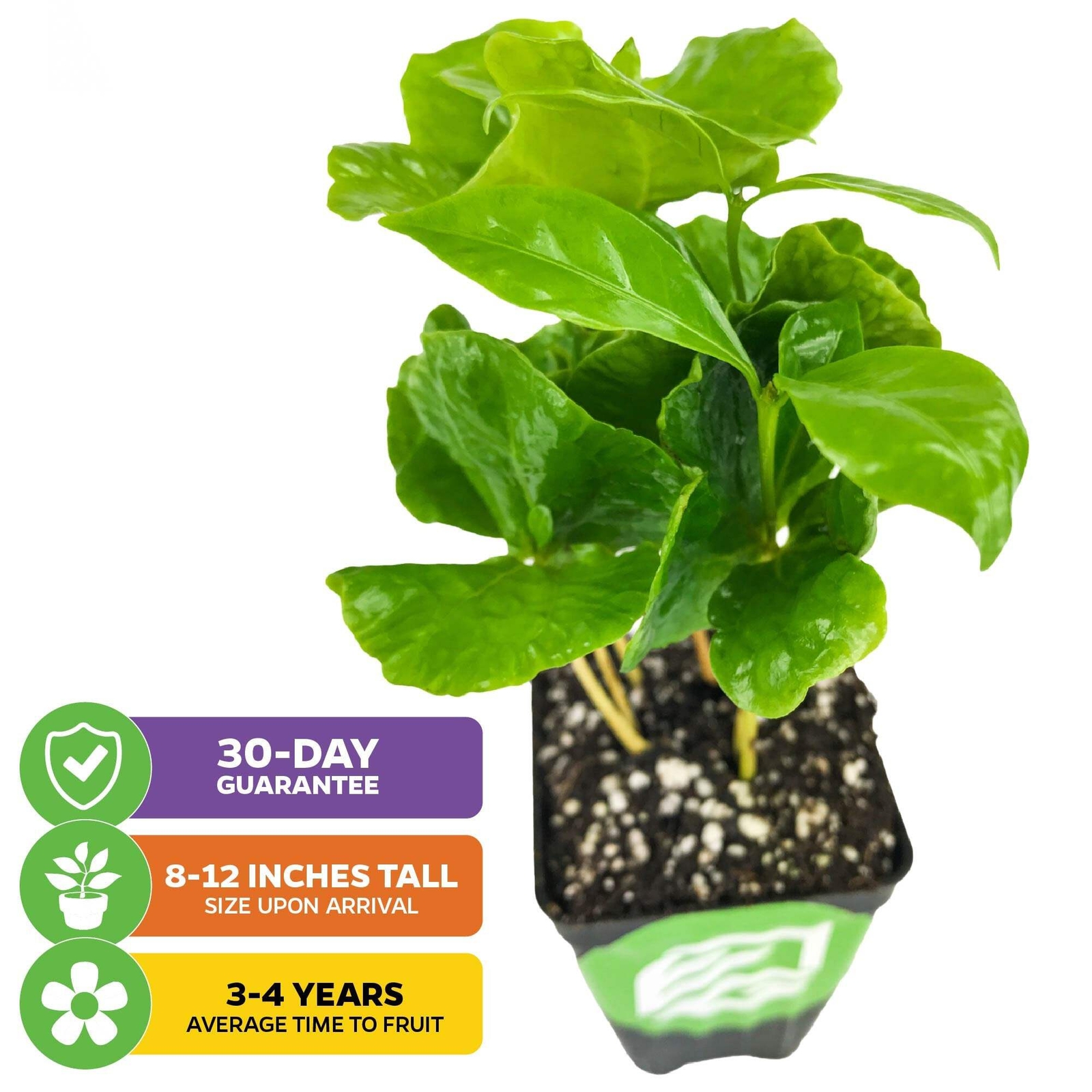 Live Coffee Plant + ‘I Grow My Own Coffee’ 18-OZ Travel Tumbler Gift Set – Coffe