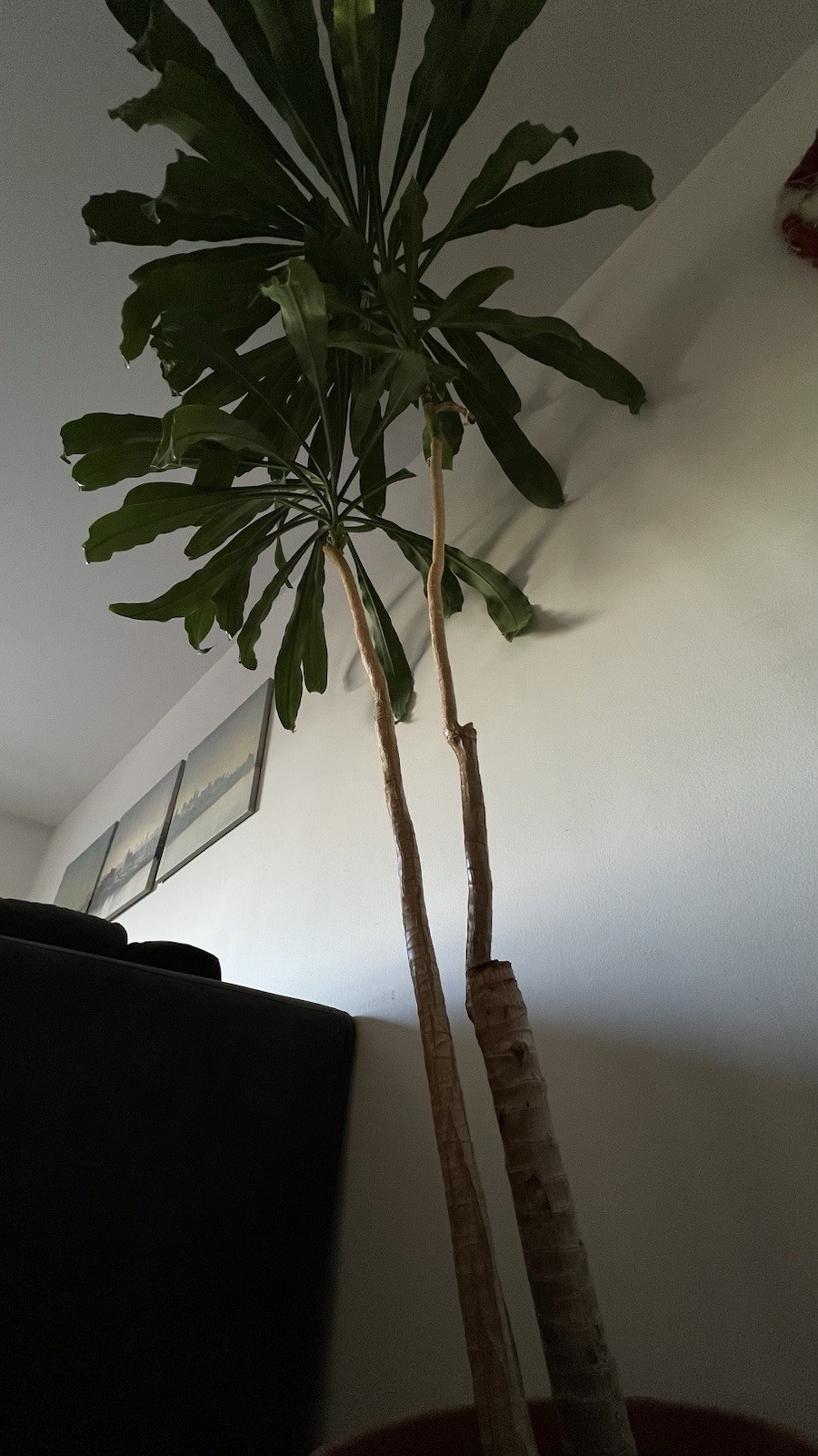 Dracaena fragrans plant, 3 stems staggered, 7 feets