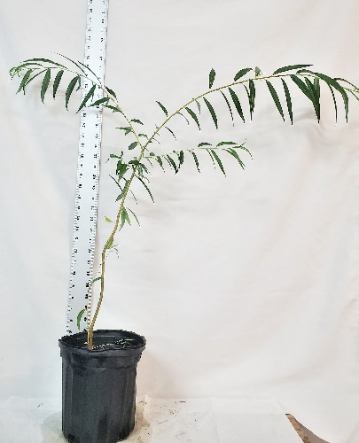 Weeping Willow in Gallon Nursery Pot. Salix Babylonica. Landscape or Pre Bonsai.