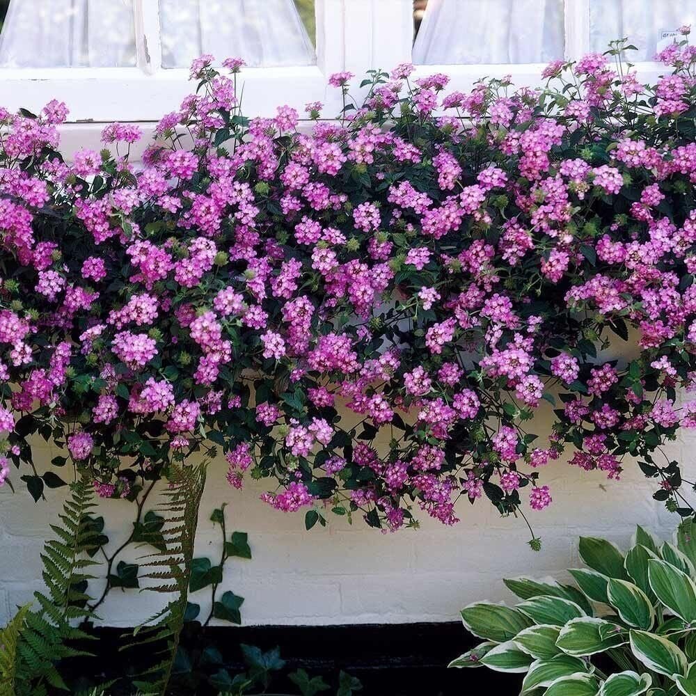 Lantana Purple I Large Gallon Size Plants I Verbenaceae Camara I Live Rich…
