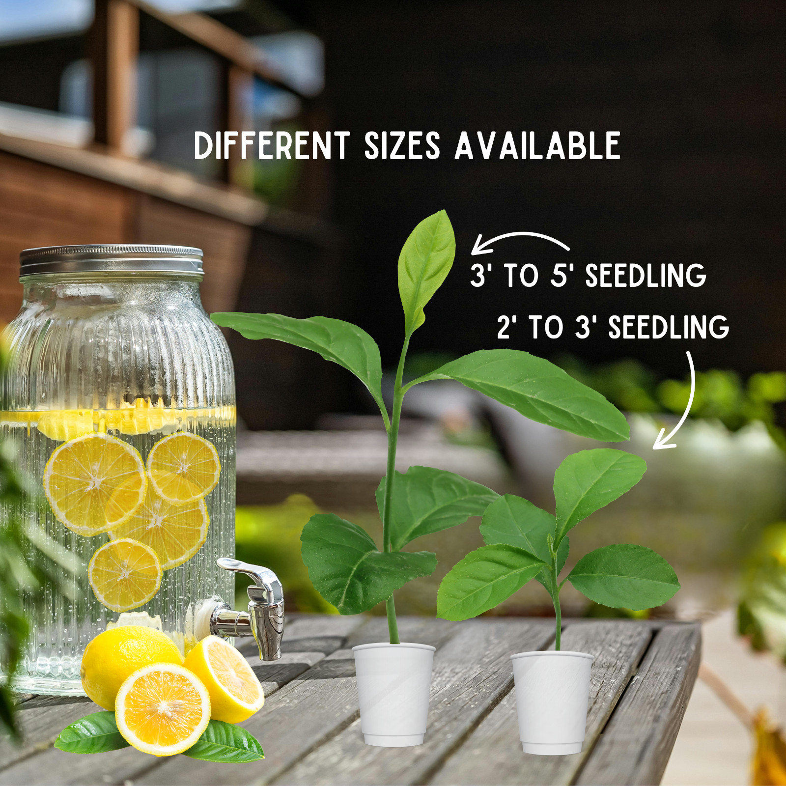 Lemon Yellow Eureka Trees Live Starter Plants, Seedling, Rooted, Grown from Seed
