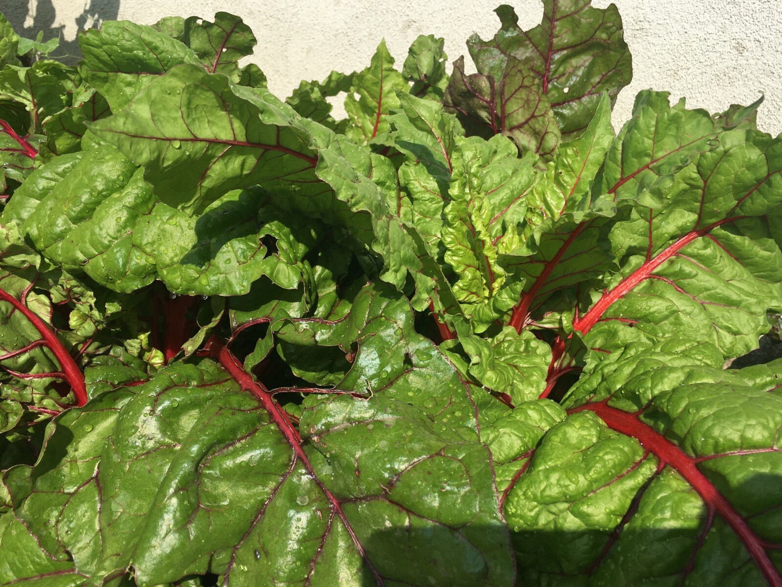 50+Organic Swiss Chard Seeds Rhubarb Perpetual Spinach Garden Fresh USA
