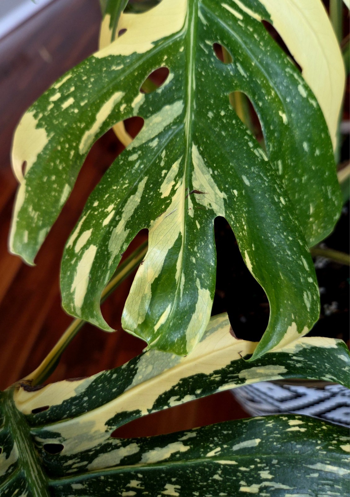 Rare XXL Monstera Thai Creme Brulee 30″ Tall Aroid Not Philodendron Anthurium