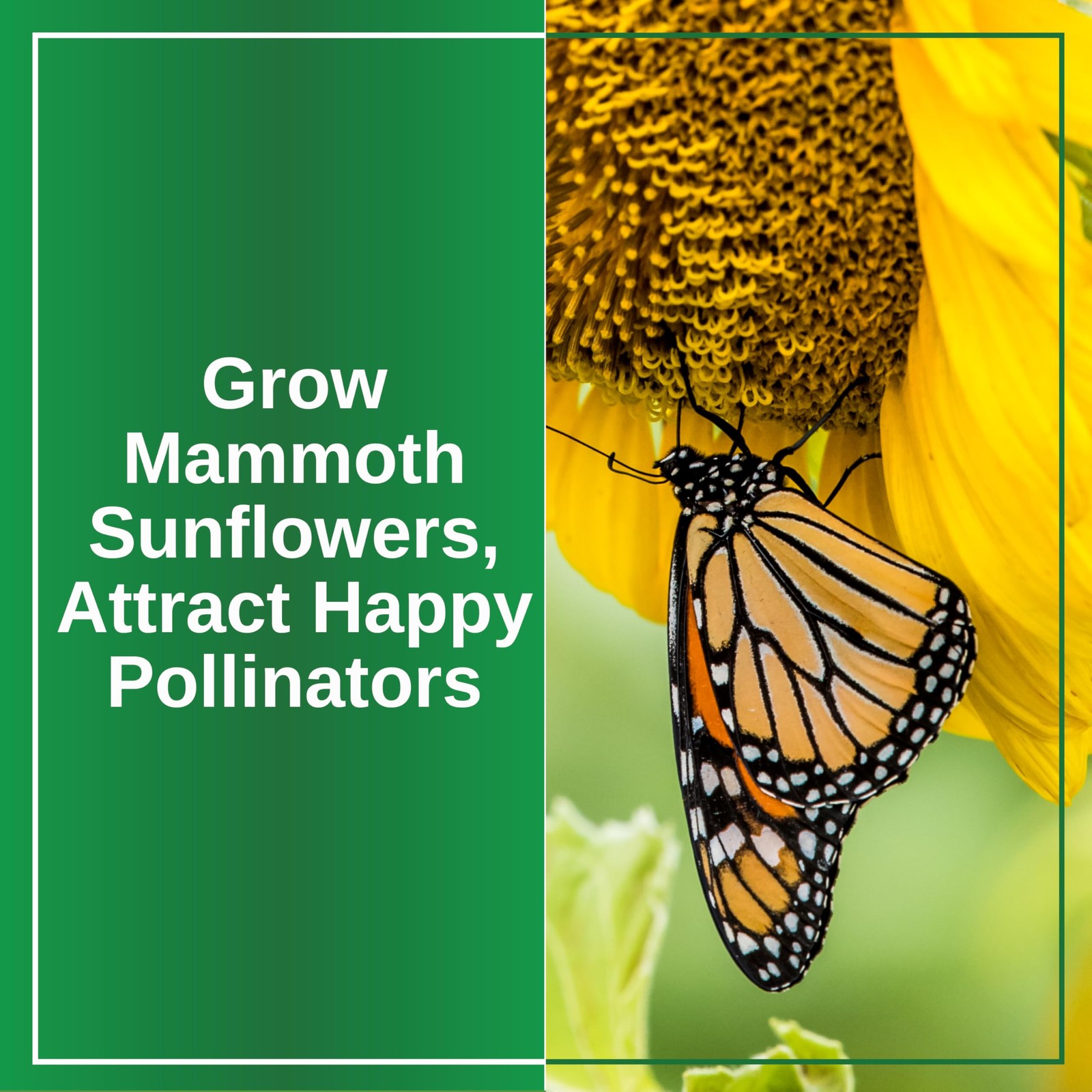 TKE Farms & Gardens – Mammoth Sunflower Seeds for Planting, 100+ Yellow