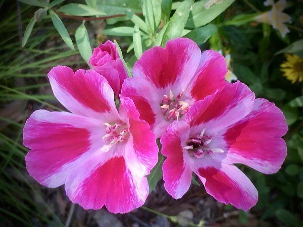 Clarkia amoena | Farewell to Spring | Godetia | 1000 Seeds