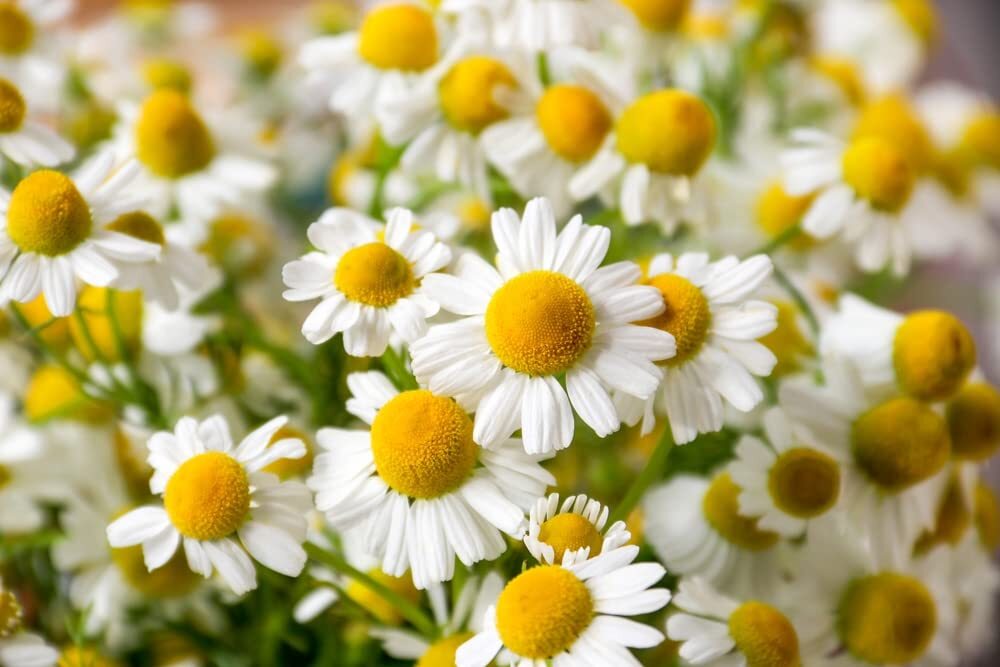 1,000+ Chamomile Herb, German Heirloom Seeds – Matricaria chamomilla Perennial H