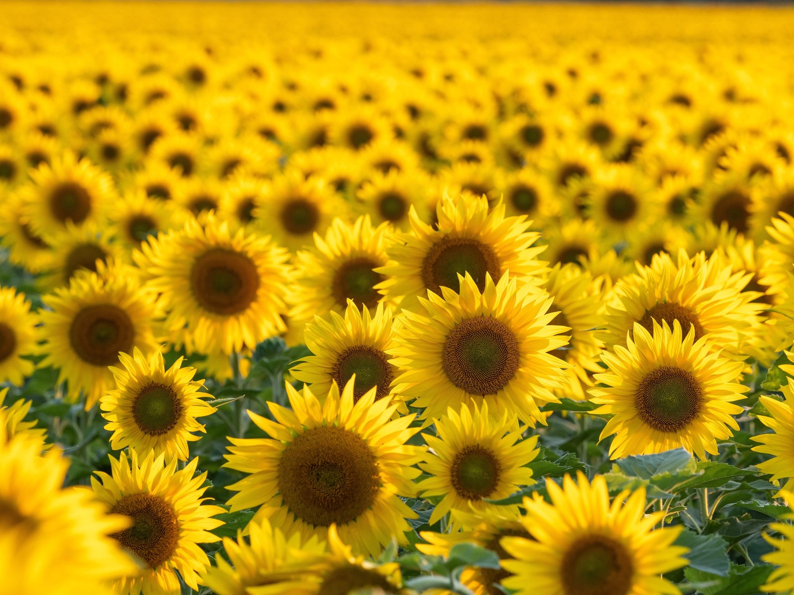 100 BLACK OIL SUNFLOWER Helianthus Annuus Yellow Hummingbird Bird Flower Seeds