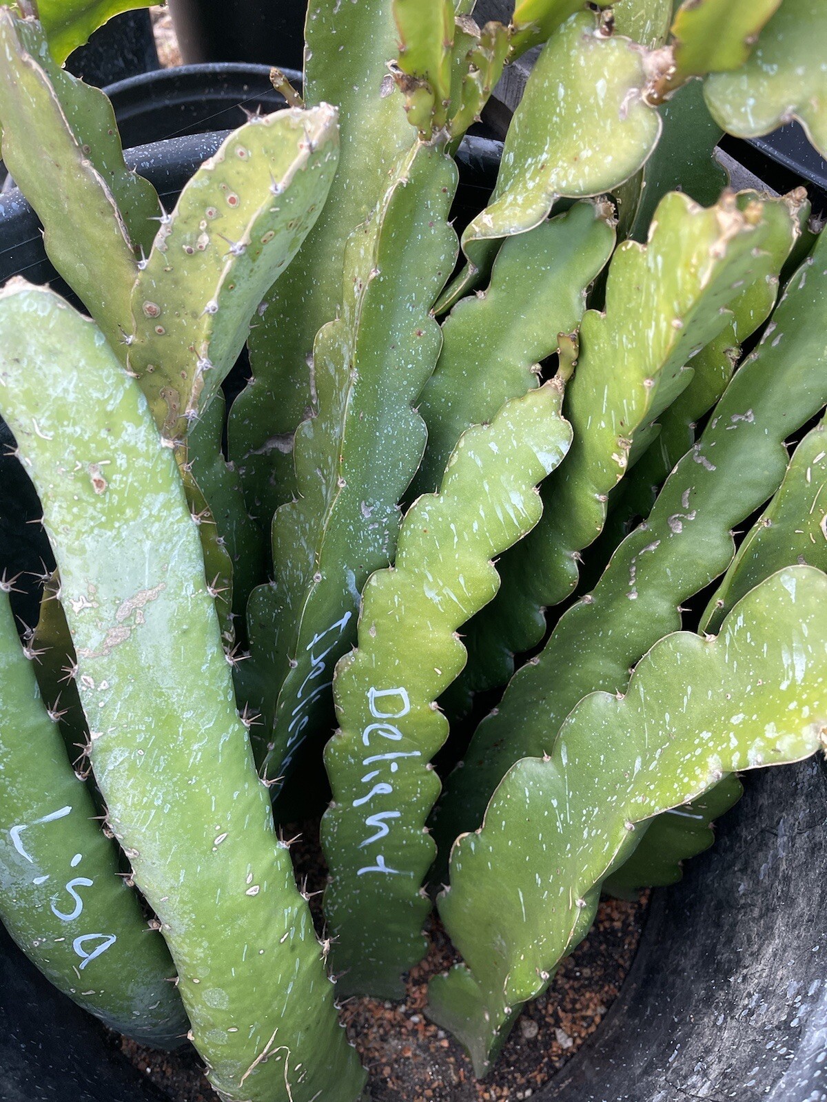 Mature “JADE RED” Dragon Fruit Cuttings 15-18 inch