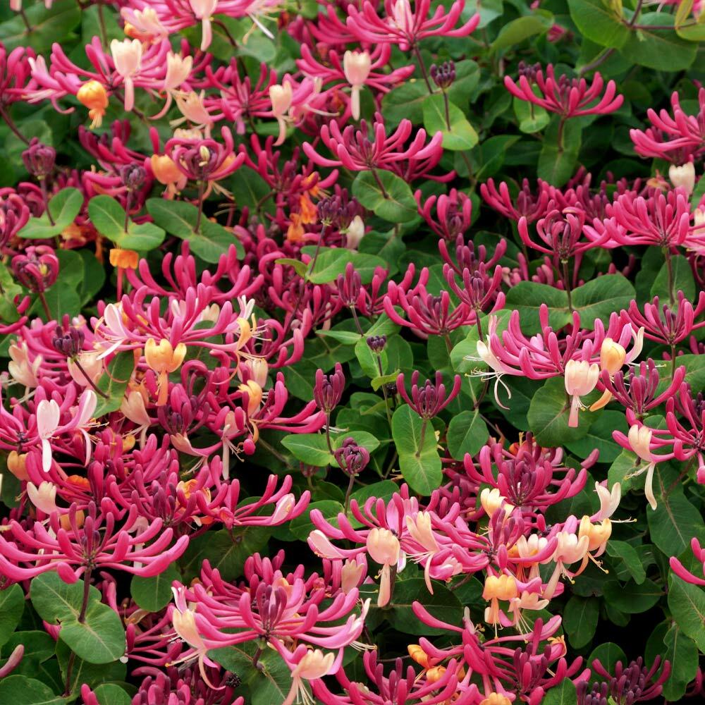 ~~PEACHES & CREAM~~Lonicera periclymenum Honeysuckle Vine~Rooted Starter Plant ~