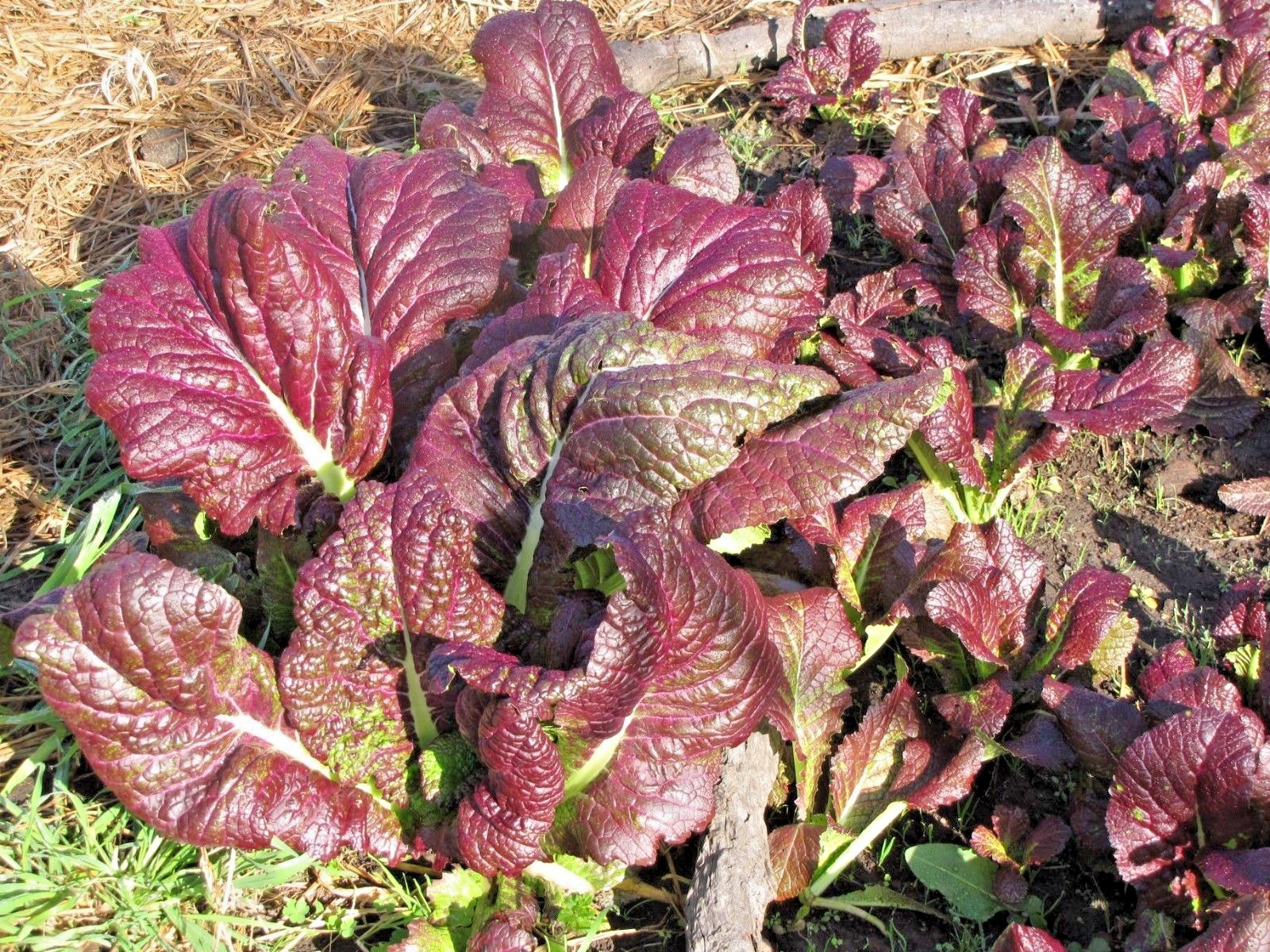 600+RED GIANT MUSTARD Seeds Organic Heirloom Greens Container Vegetable Garden