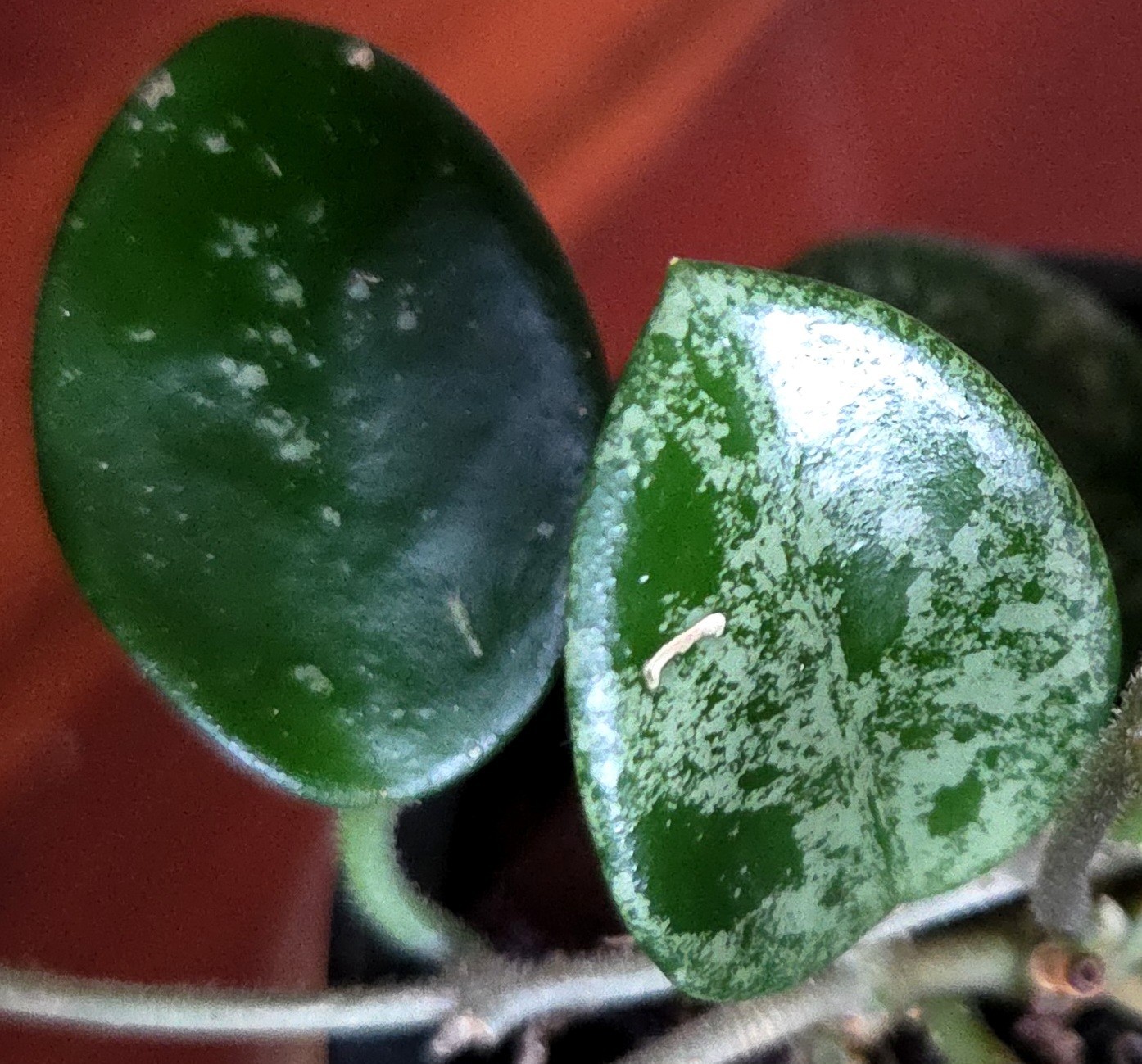 RARE Hoya Splashy Carnosa X Serpens 11″ Long No Monstera Philodendron Anthurium