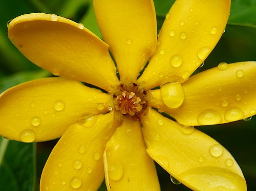Rare Golden Gardenia tubifera – Changes Color from Ivory/Yellow/Gold – 4″ Pot