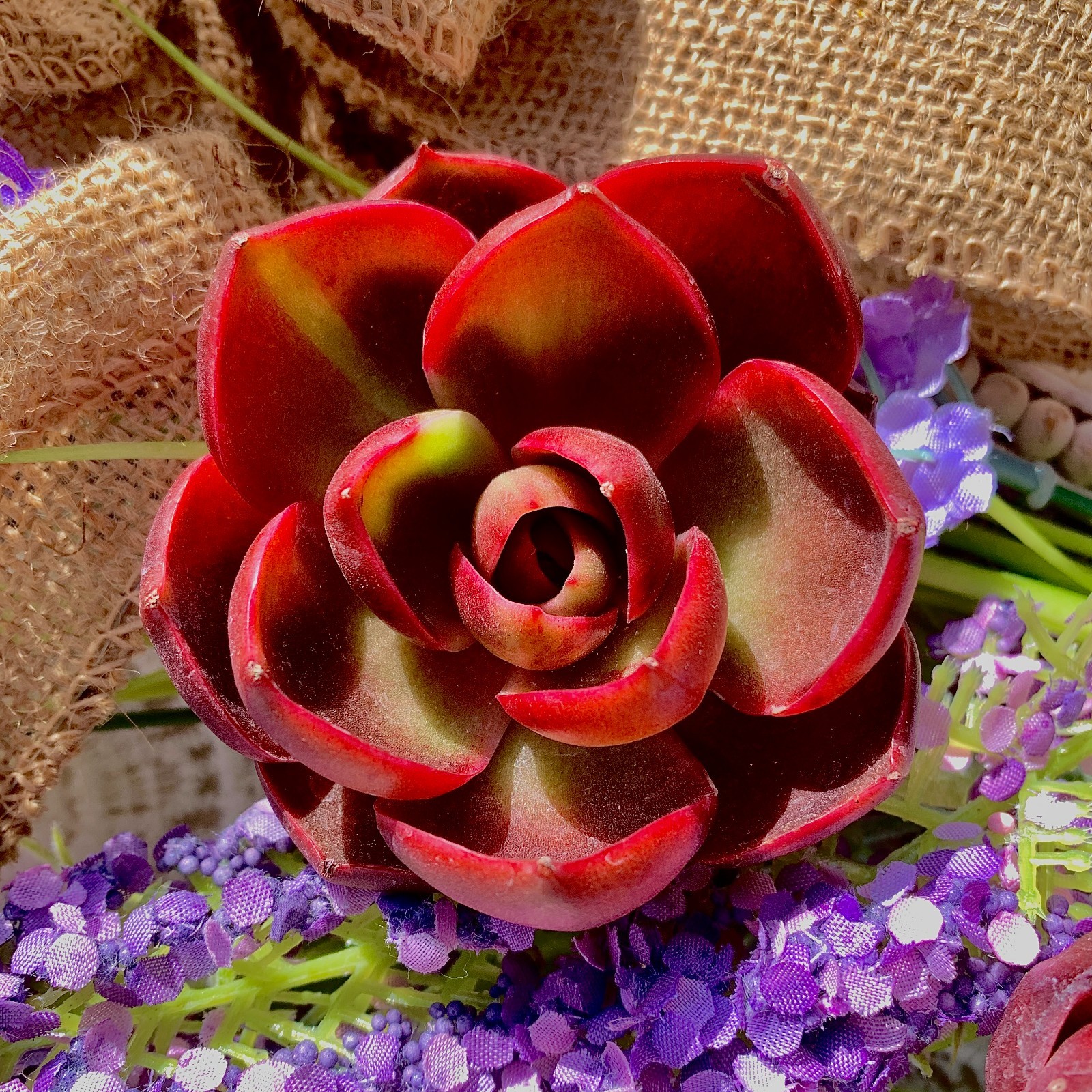 Live Succulent ‘Red Light’ – Bare Root Plant for Office, Wedding, or Home Decor