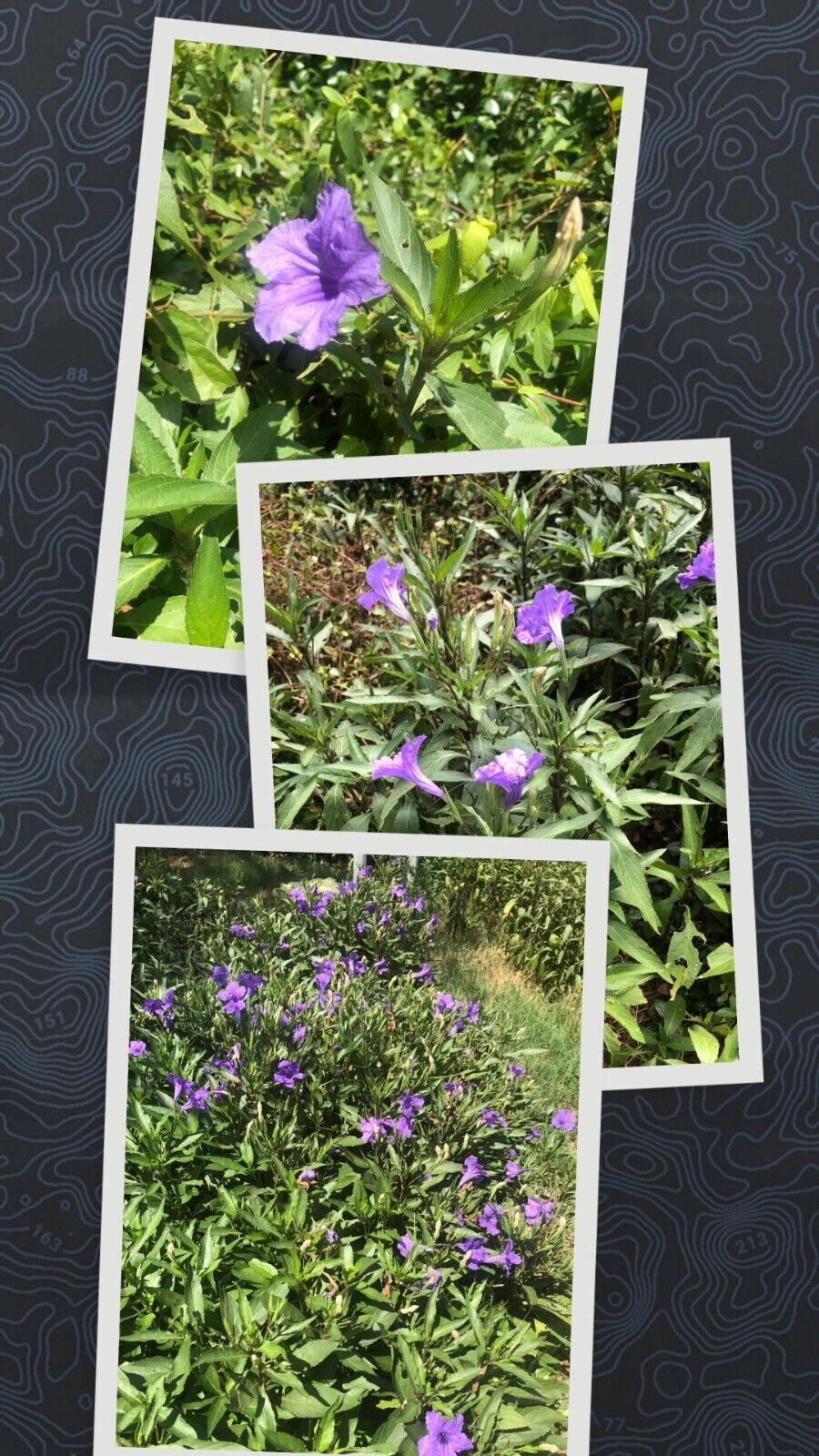 10 Live Bare Rooted Mexican Petunia Plants (Ruellia Simplex) .