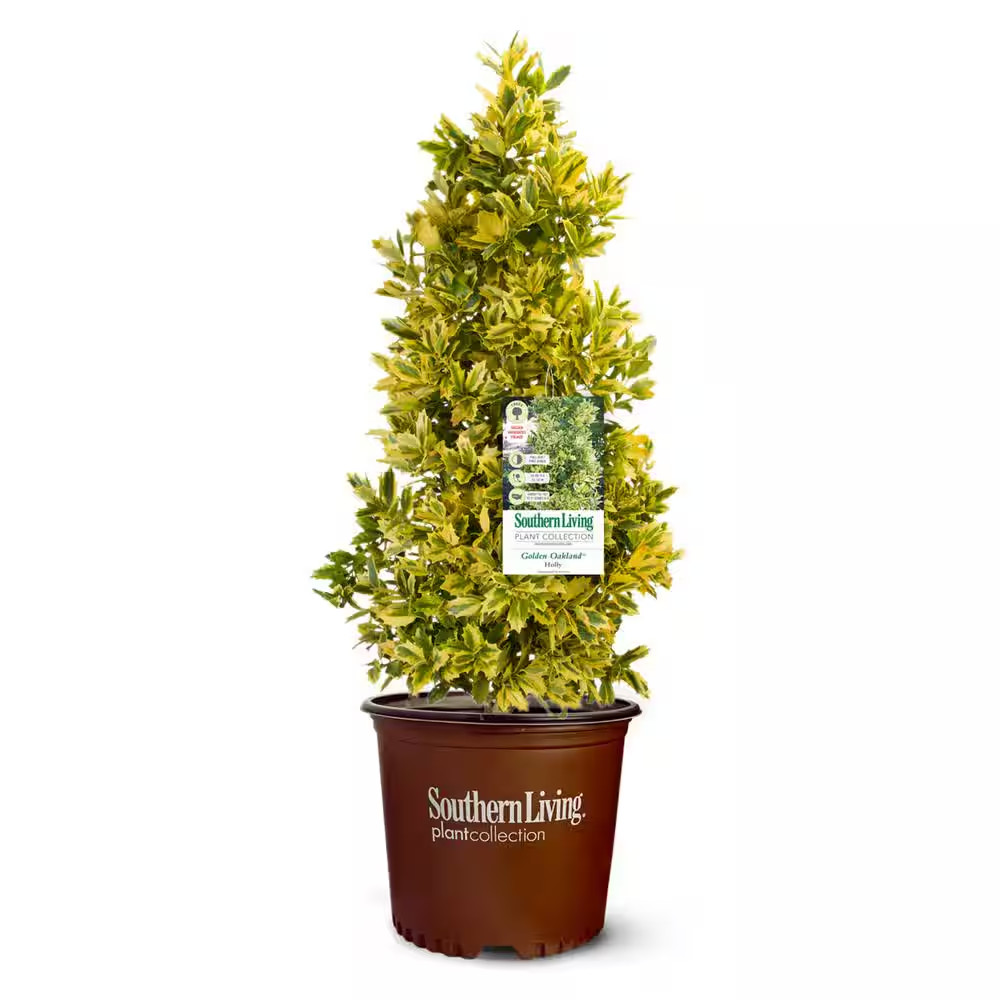 2 Gal. Holly Golden Oakland Shrub with Variegated Foliage
