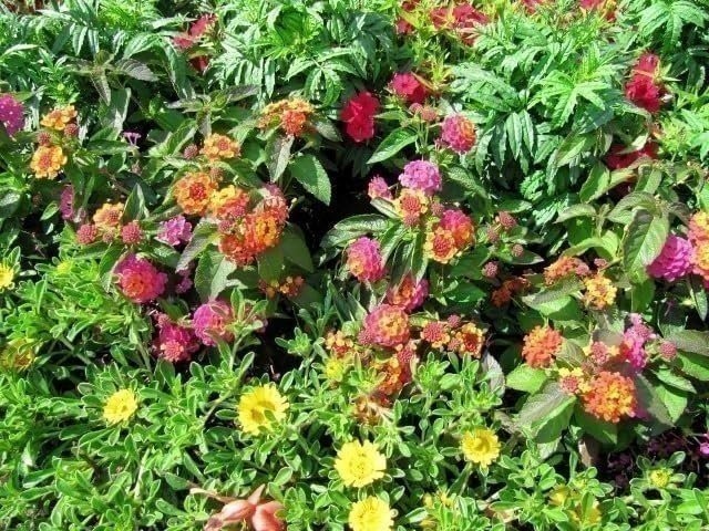 Lantana Confetti | Live Plants | Lantana Camara | Colorful Garden Shrub |…