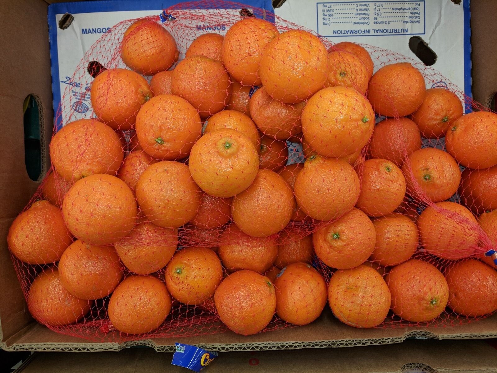 Florida only!! Nules Clementine Tangerine Tree 26-30 inches tall grafted tree