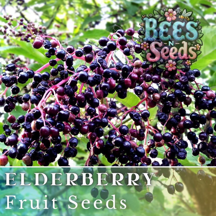 Elysium Elderberry Seeds 175 or 450 Seeds Fruit Seeds, Non GMO, Berry Seeds