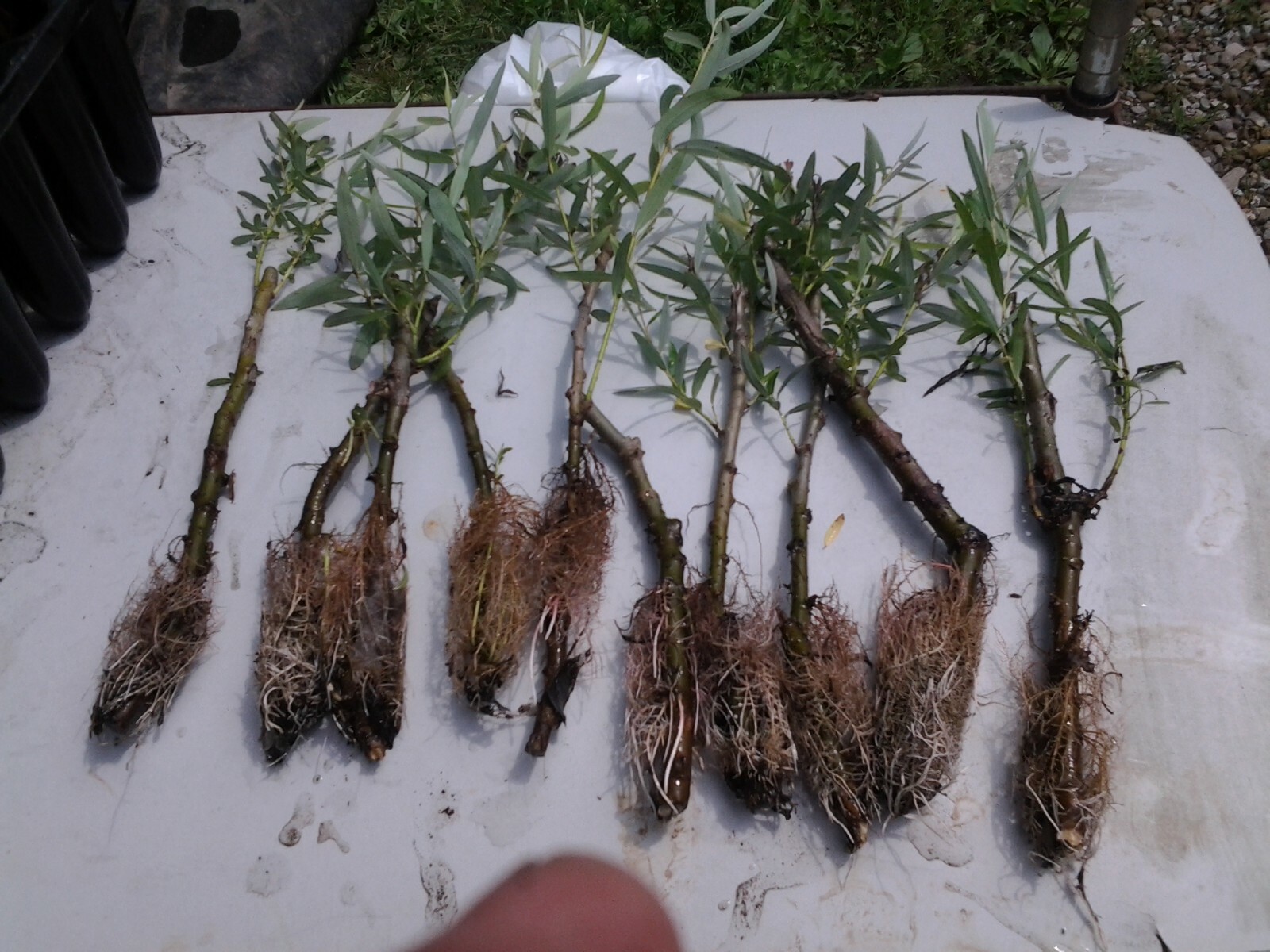 15 Hybrid Willow 10+” Clones from cutting, with roots and leaves