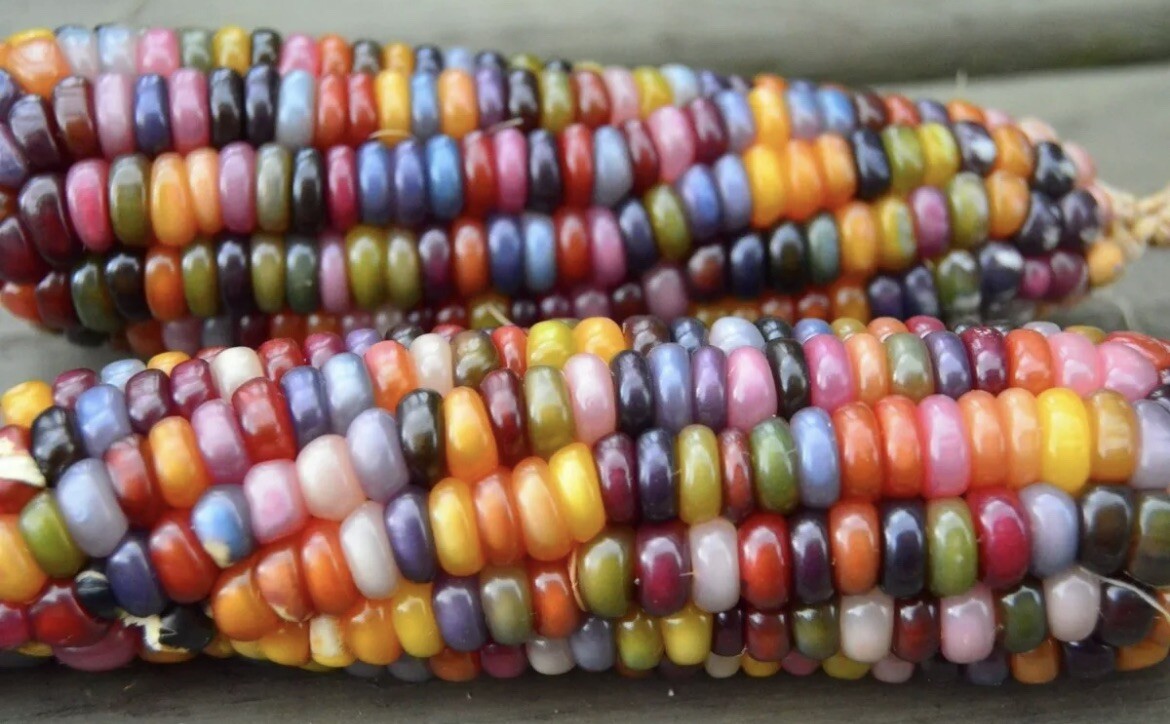 50+ SEEDS Translucent Glass Gem Corn for Planting. Beautiful Glass Gem Corn .