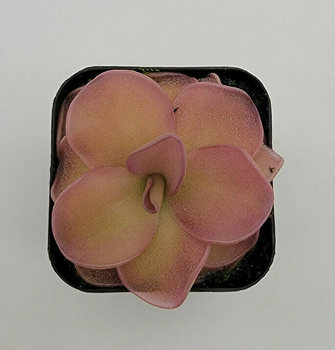 Pinguicula pirouette (Butterworts) Bare-root
