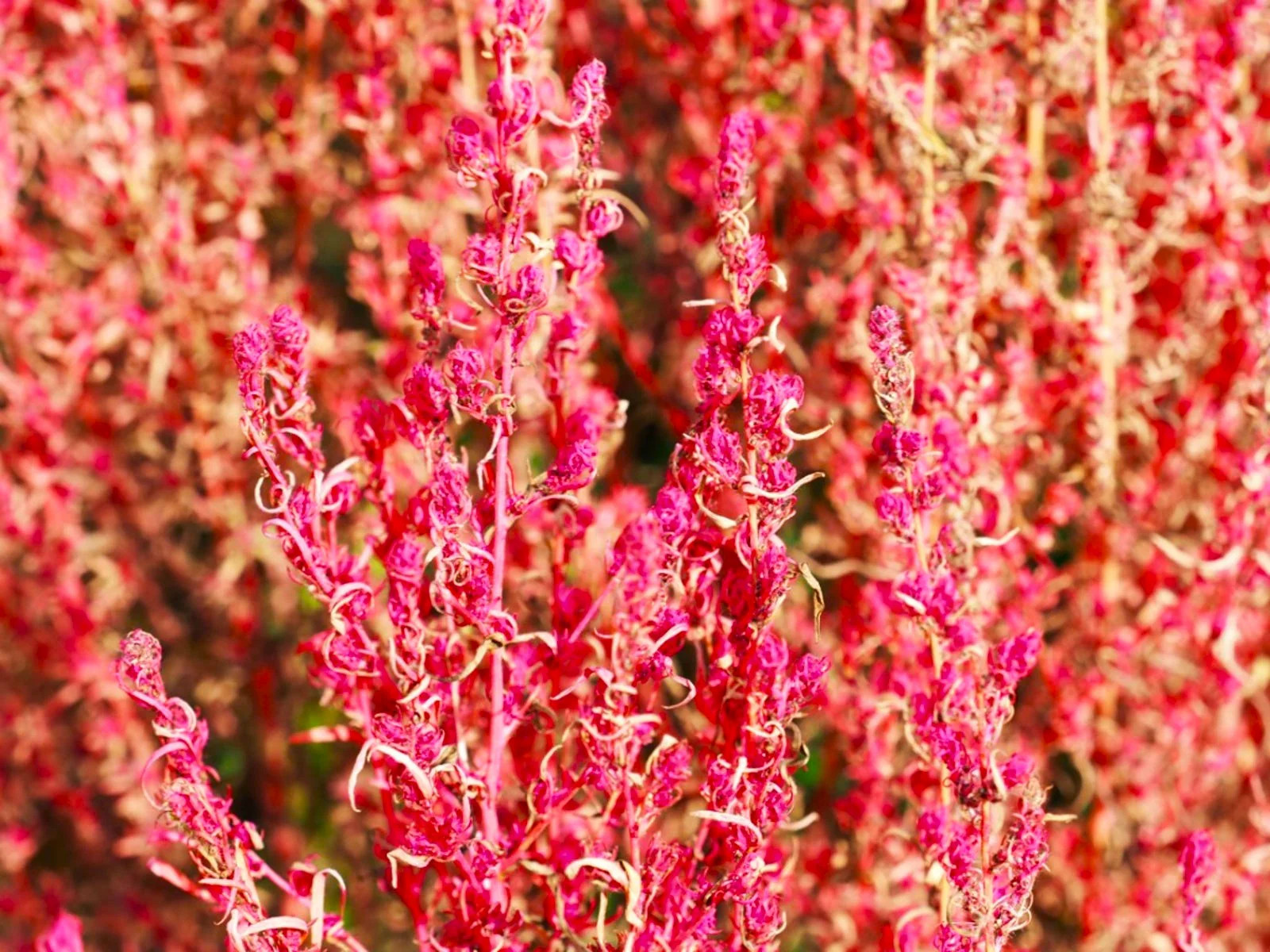 Red Globe Burning Bush Seeds – For 2026 Planting Kochia Scoparia Summer Cypress