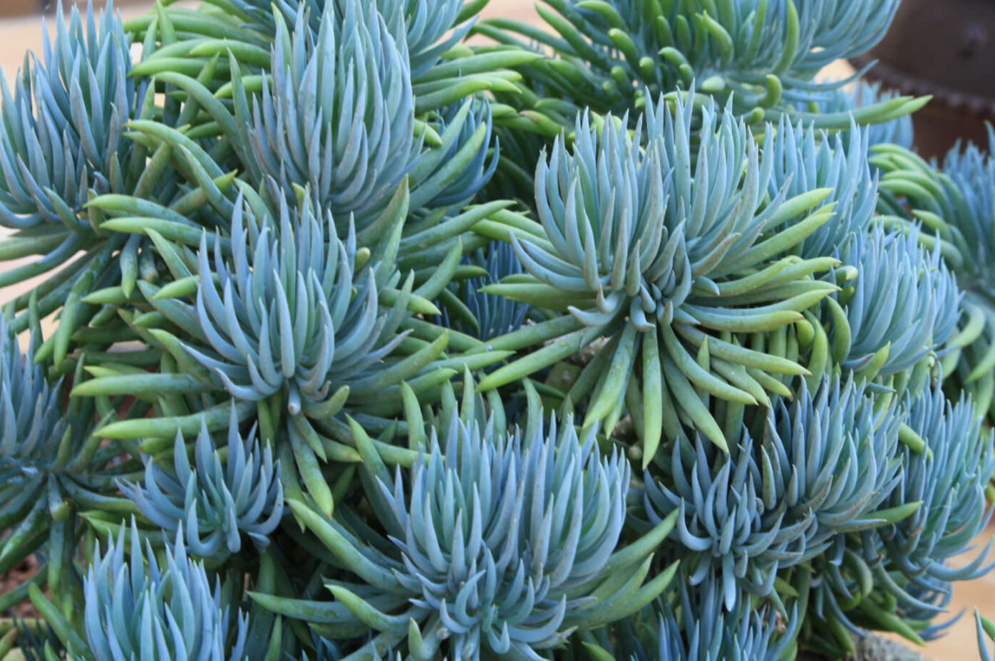 2’Blue Chalk Sticks’ Succulent live Plant. Cutting 5-10 in Long