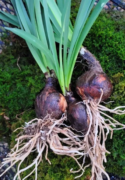 10 Lycoris Squamigera Surprise Lily, Magic, Resurrection Lily Bulbs 🌸