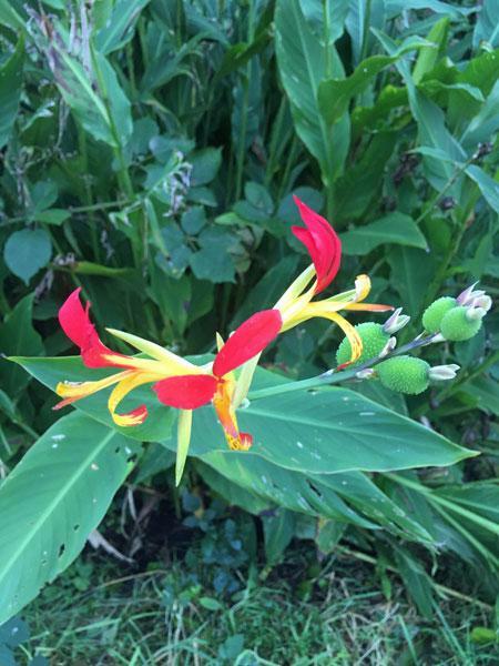 Canna speciosa | Wild Canna Lily | Red and Yellow Canna | 10 Seeds