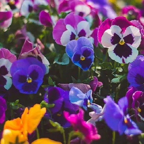 Pansy Swiss Giants Mixed Colors Seeds Organic, Non-GMO Viola Wittrockiana Roggli