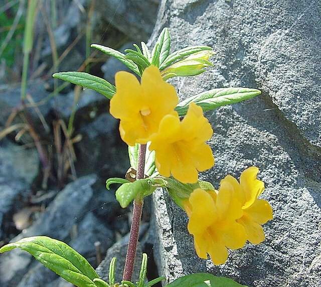 Diplacus longiflorus | Long-Flowered Monkeyflower | 100 Seeds