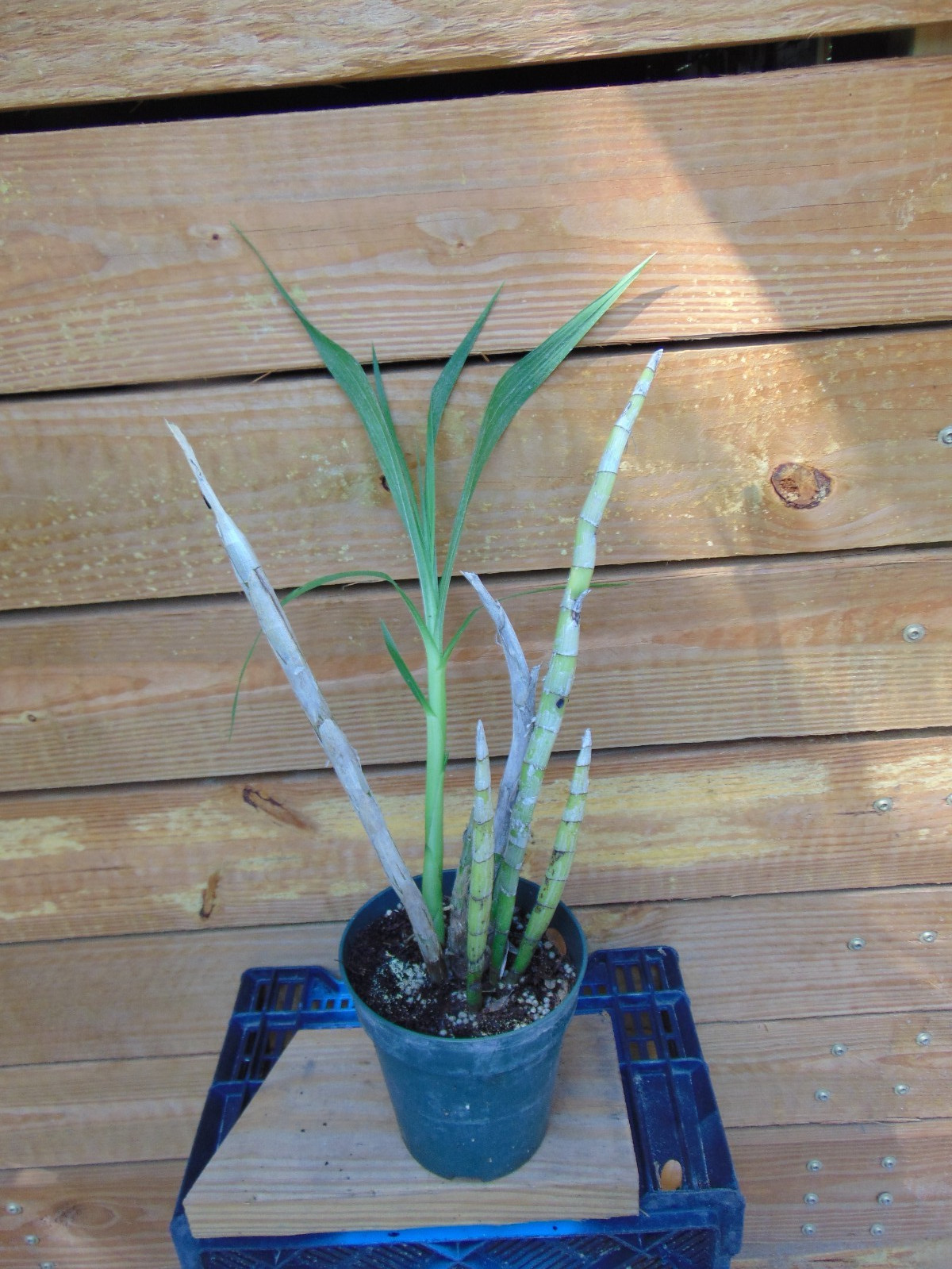 Cyrtopodium punctatum Bloom size 6″ pot RARE IMPORTED SPECIES LARGE PLANT A