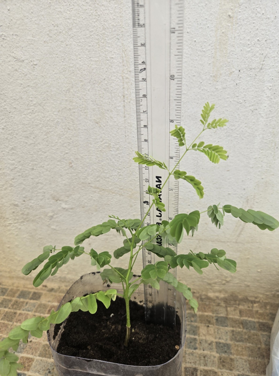 Live seedling Flamboyant from Puerto Rico Poinciana Flame Tree 6″ Delonix