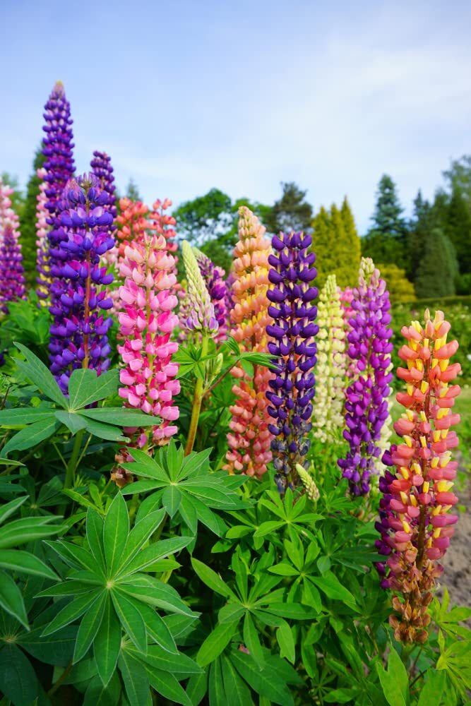 Giant Lupine Seeds – Exotic Flowers – 50+ Seeds of Russell Mix Lupine Wildflower