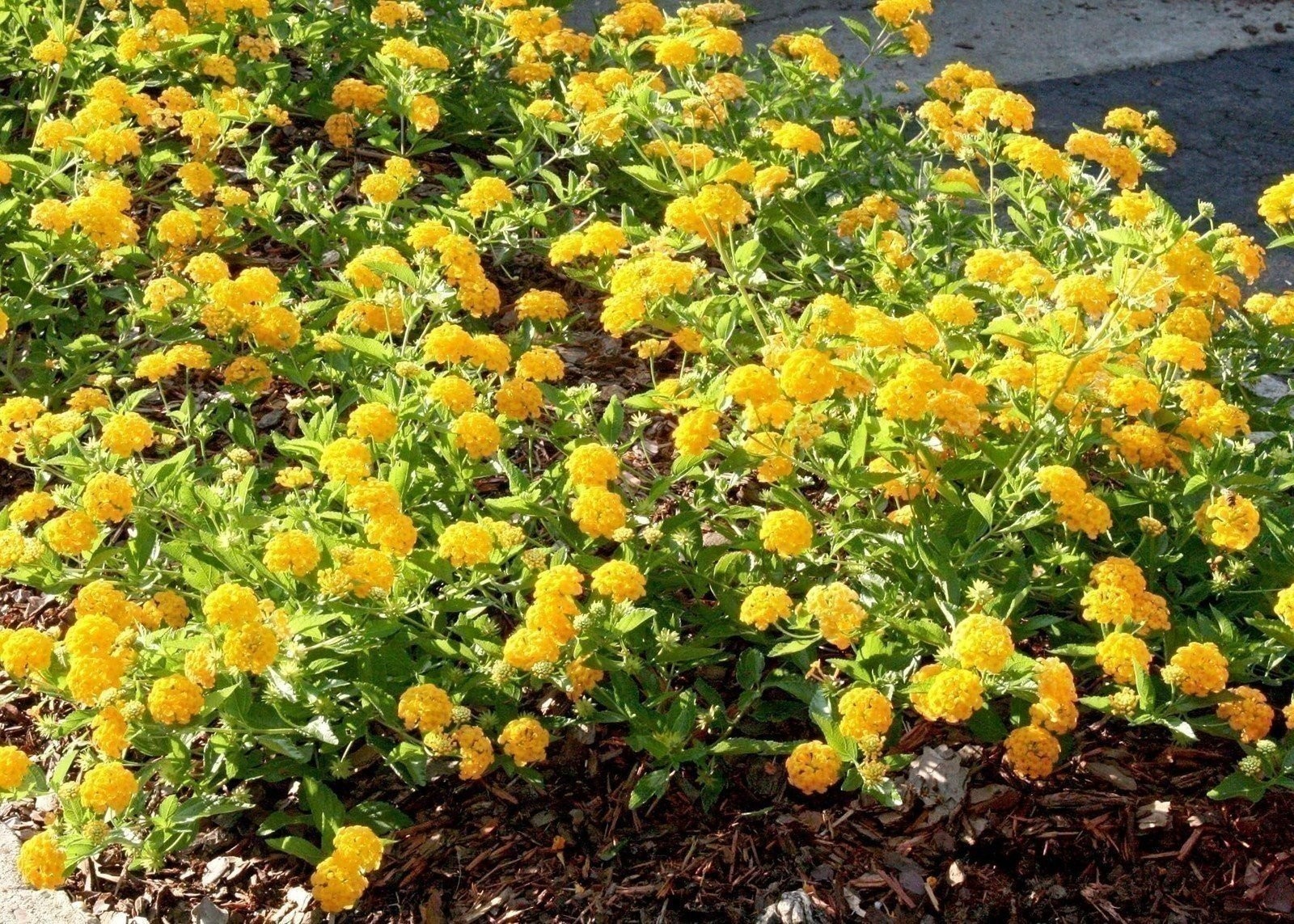 Lantana New Gold I Live Plants I Verbenaceae Camara I Live Vibrant Golden…