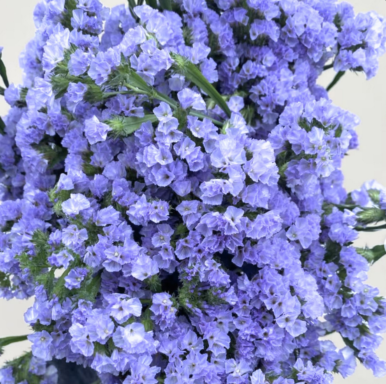 60 seeds STATICE BLUE Limonium Sinuatum Blue River