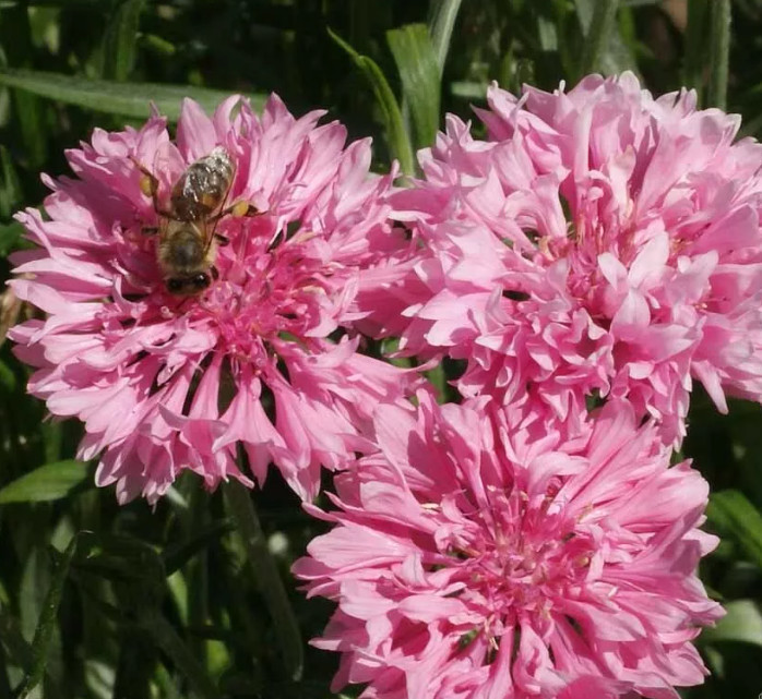 Landscaper’s Pack Cornflower Bachelor’s Button TALL MIX Non-GMO 1500 Seeds!