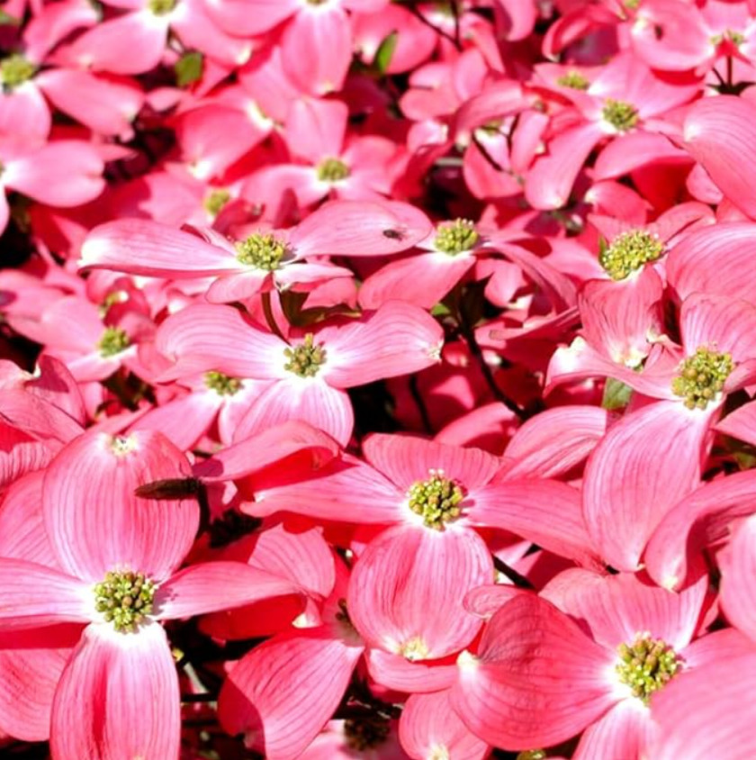 Pink Dogwood – Live Tree in Quart Pot (10–18″ Tall)