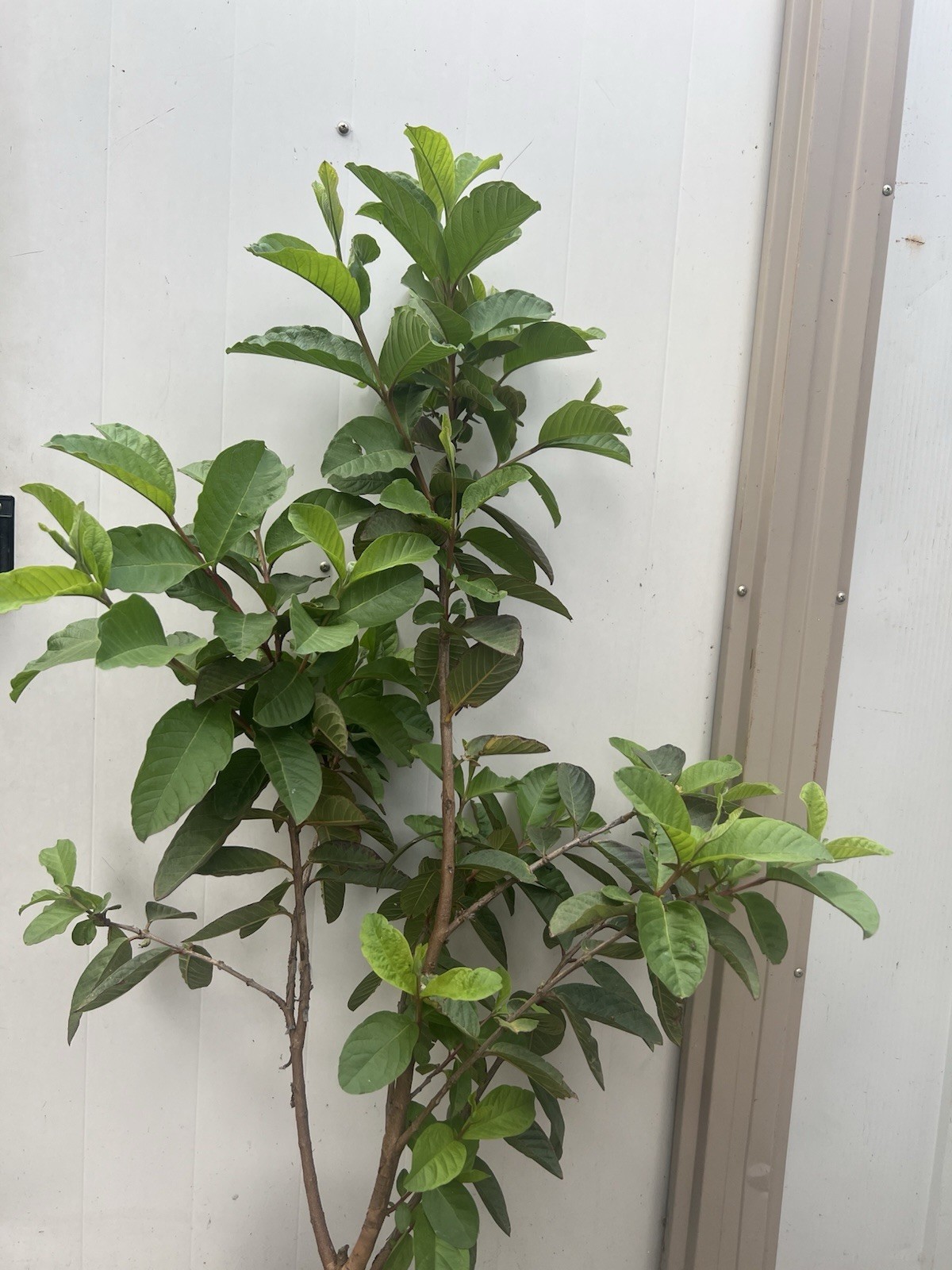 Guava Tree 40” Tropical Live Plant Ready To Plant Local Pickup Only